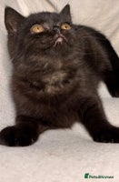 British Shorthair cats Full British short hair kittens - Advert 14