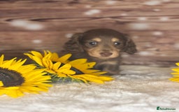 Miniature Dachshund dogs for sale: Outstanding long haired dachshund - Image 9