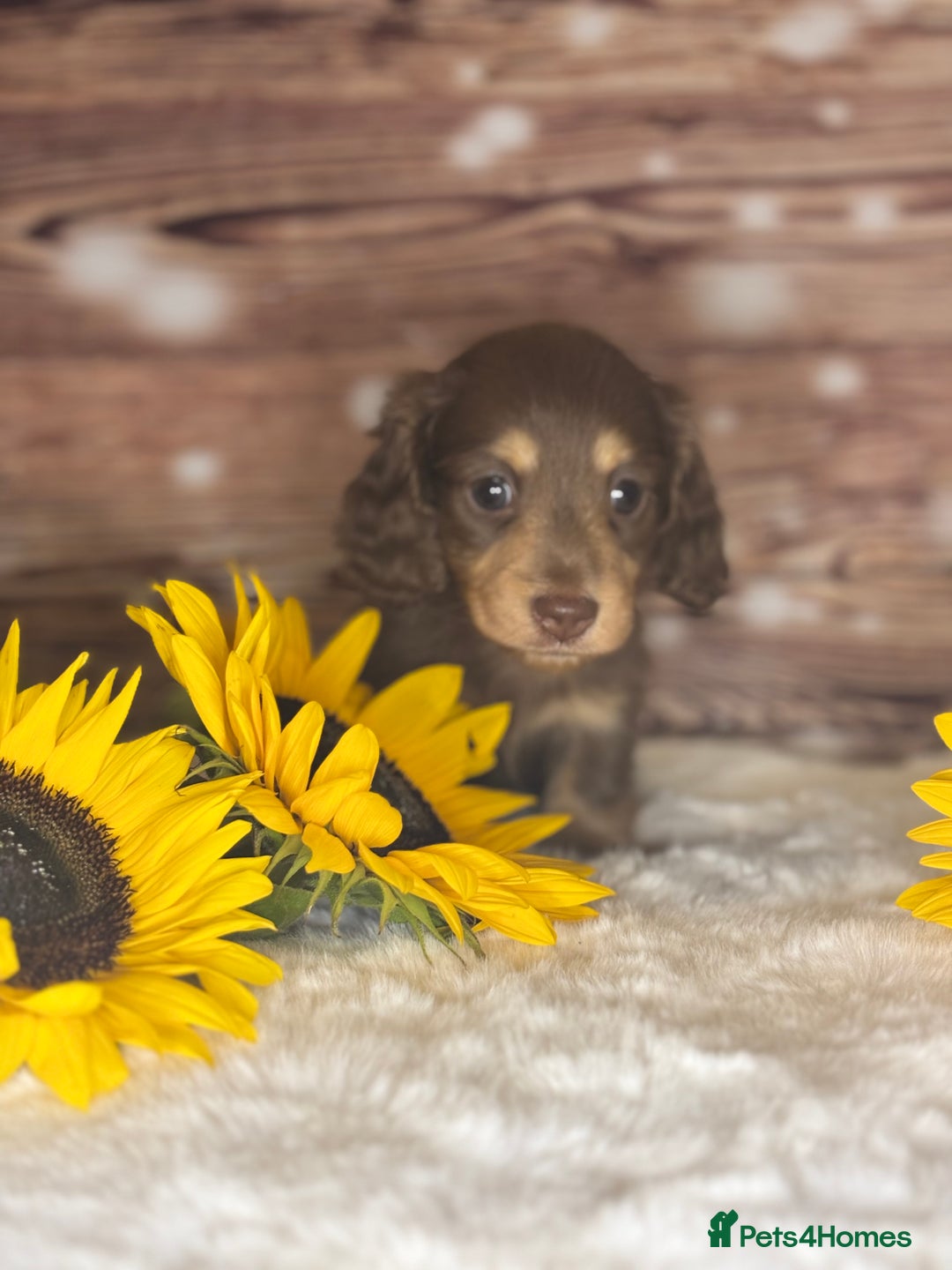 Miniature Dachshund dogs for sale: Outstanding long haired dachshund - Image 9