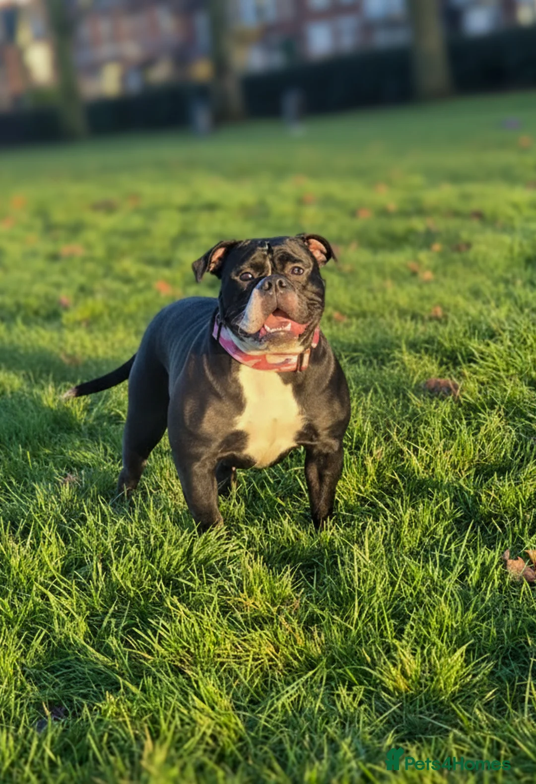 Olde English Bulldogge dogs for sale: 11 month olde english bulldog female  - Advert 3