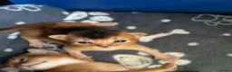 Abyssinian cats for sale: TICA 5* Pedigree Abyssinians  - Advert 5