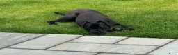 Cane Corso dogs for sale: Cane Corso Male for Sale – 9 Months , West Lothian in Livingston - Advert 11