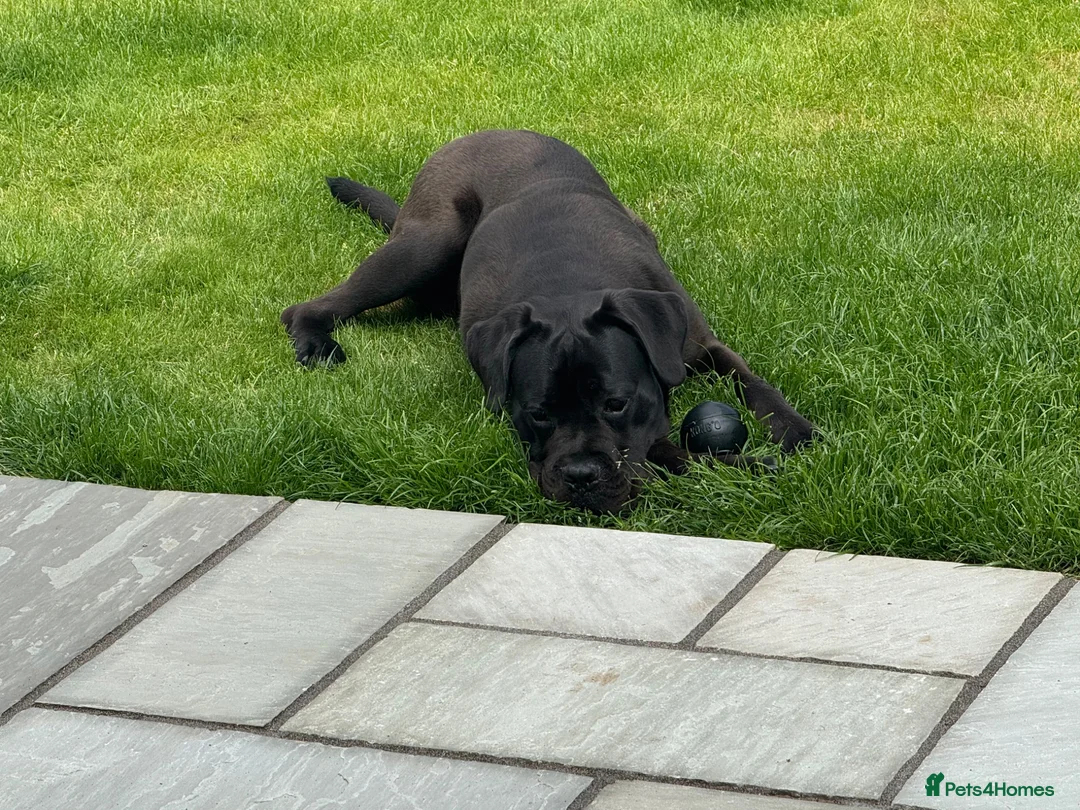Cane Corso dogs for sale: Cane Corso Male for Sale – 9 Months , West Lothian in Livingston - Advert 11