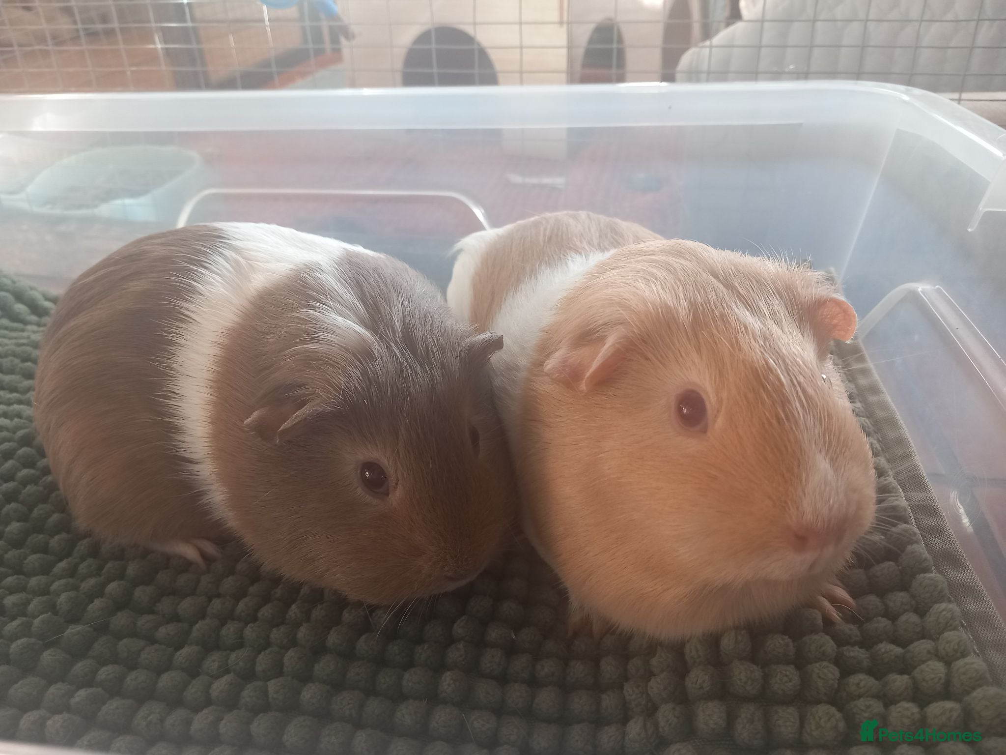 Guinea Pig rodents Guinea Pig Sows - Advert 5