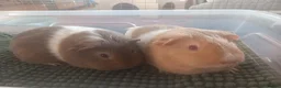 Guinea Pig rodents for sale: Guinea Pig Sows - Advert 1