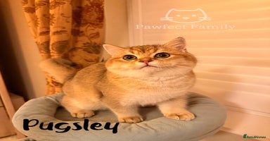 British Shorthair cats Beautiful Golden BSH Kittens (2 Left) –Rare Colour - Advert 7