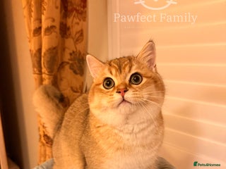 British Shorthair cats Beautiful Golden BSH Kittens (2 Left) –Rare Colour - Advert 3