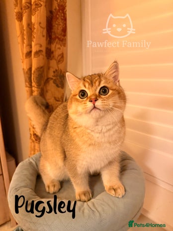 British Shorthair cats Beautiful Golden BSH Kittens (2 Left) –Rare Colour - Advert 8
