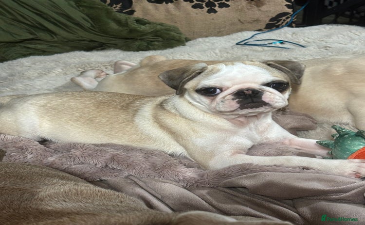 Pug dogs - Advert 1