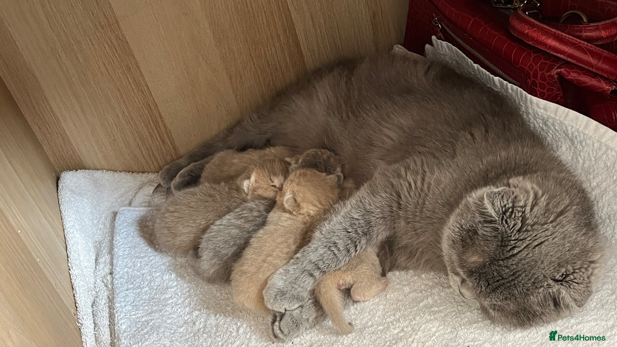 Scottish Fold cats Beautiful fluffy Scotish fold kittens  - Advert 1