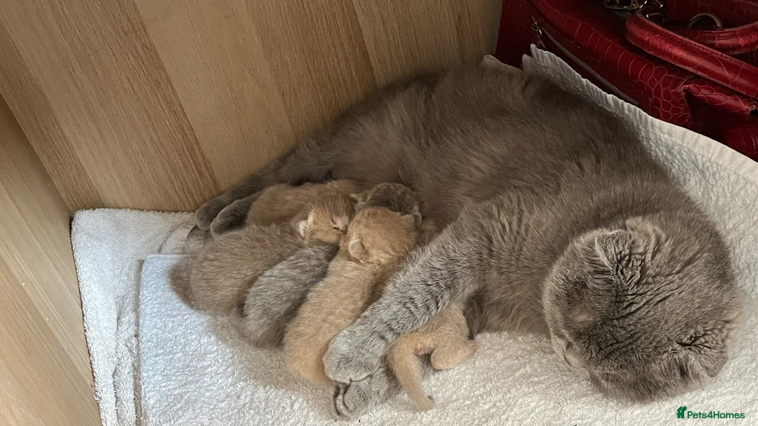 Scottish Fold cats for sale: Beautiful fluffy Scotish fold kittens  - Advert 1