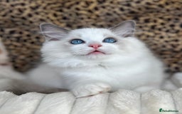 Ragdoll cats for sale: Beautiful Ragdoll girls - ready to reserve now! - Image 5
