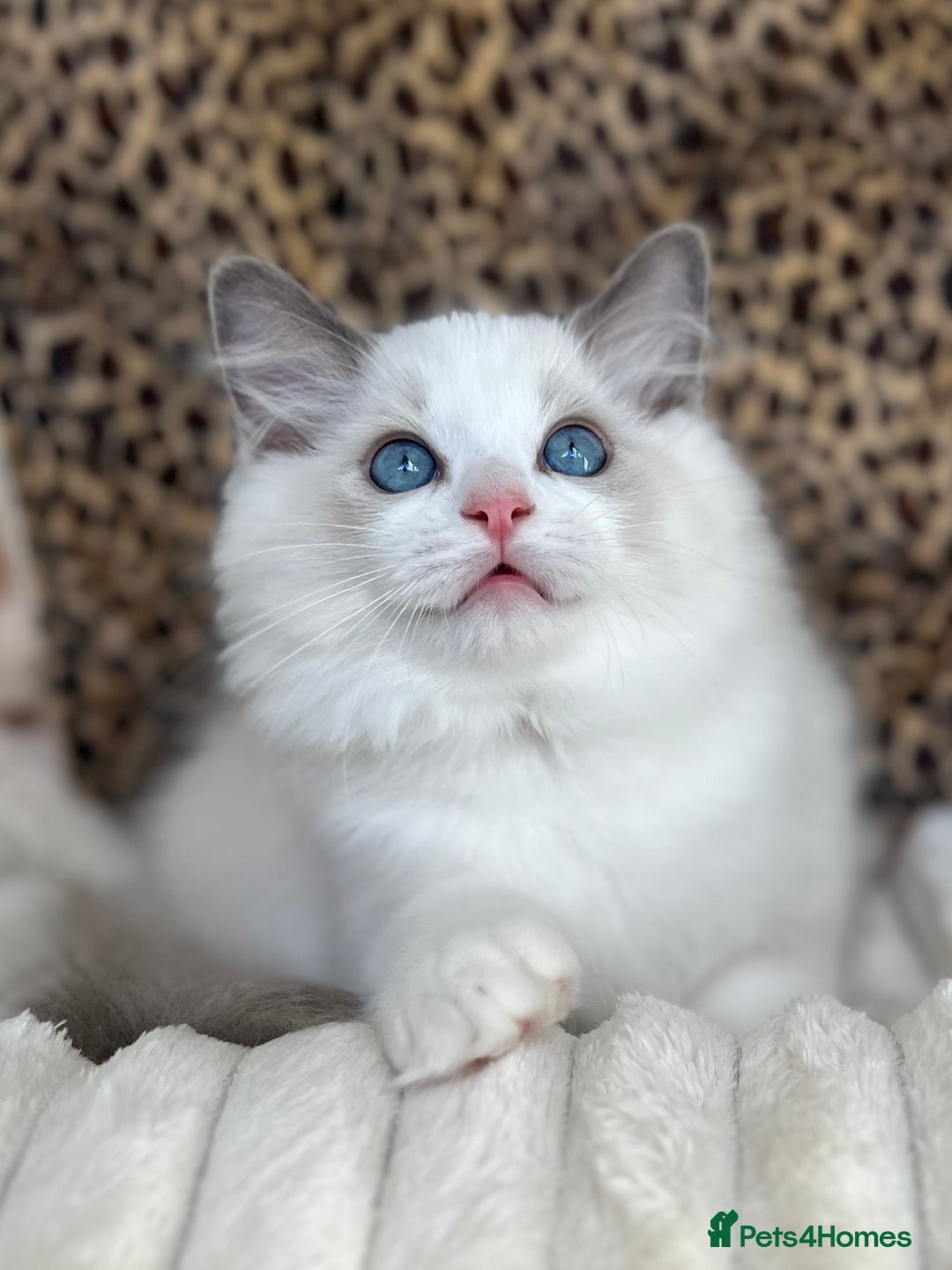 Ragdoll cats for sale: Beautiful Ragdoll girls - ready to reserve now! - Image 5