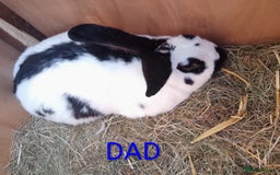 Giant Papillon rabbits for sale: Giant Papillon babies - Image 2