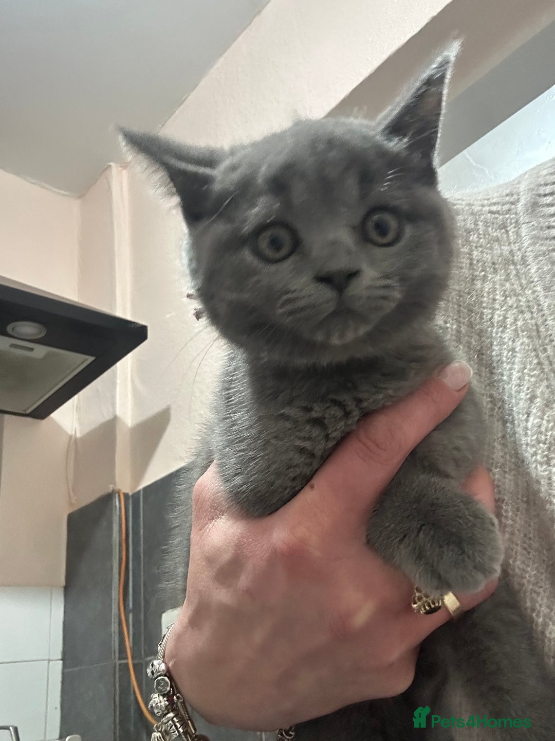 British Shorthair cats for sale: British short hair kittens - Advert 24