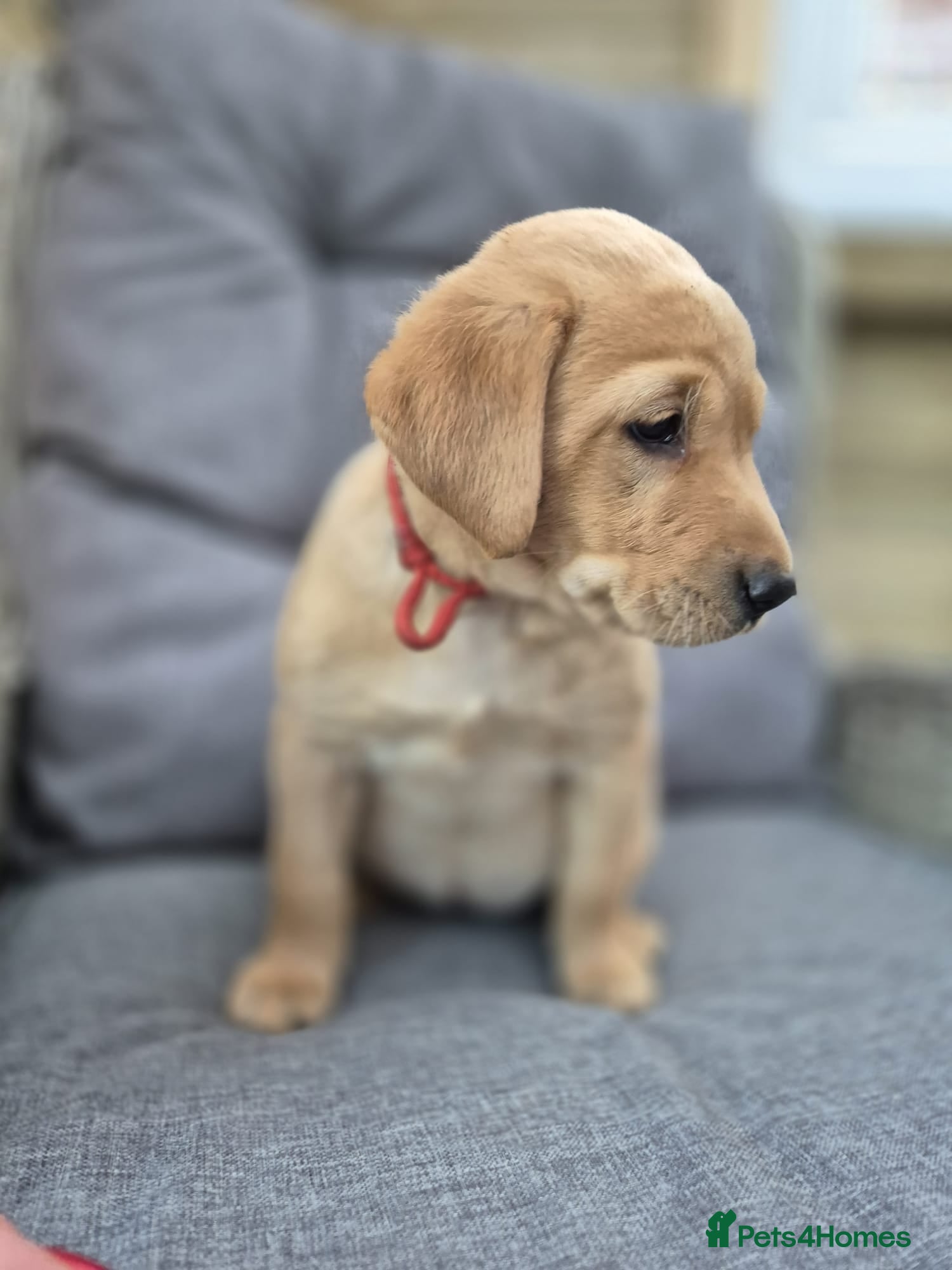 Labrador Retriever dogs Labrador retriever KC registered puppies - Advert 2