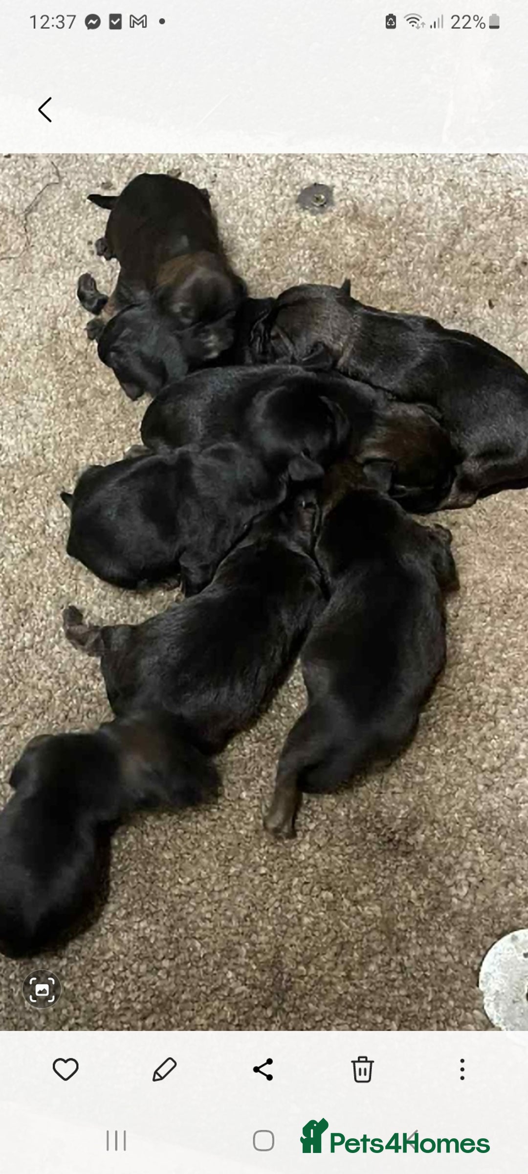 Border Terrier dogs for sale: Border Terrier puppies  - Advert 4