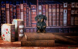 Miniature Dachshund dogs for stud: Black & Tan - Carrying Chocolate (3.8kg) in Dalry - Image 9