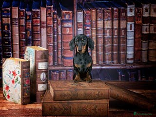 Miniature Dachshund dogs Black & Tan - Carrying Chocolate (3.8kg) in Dalry - Advert 7