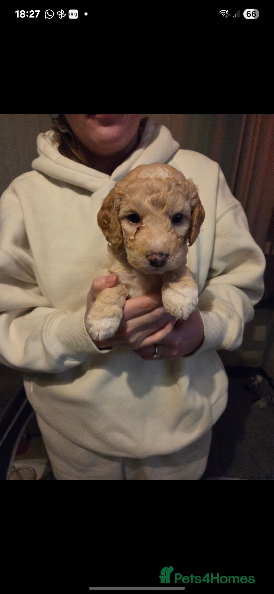 Cockapoo dogs for sale: Cockapoo Puppies - Advert 16