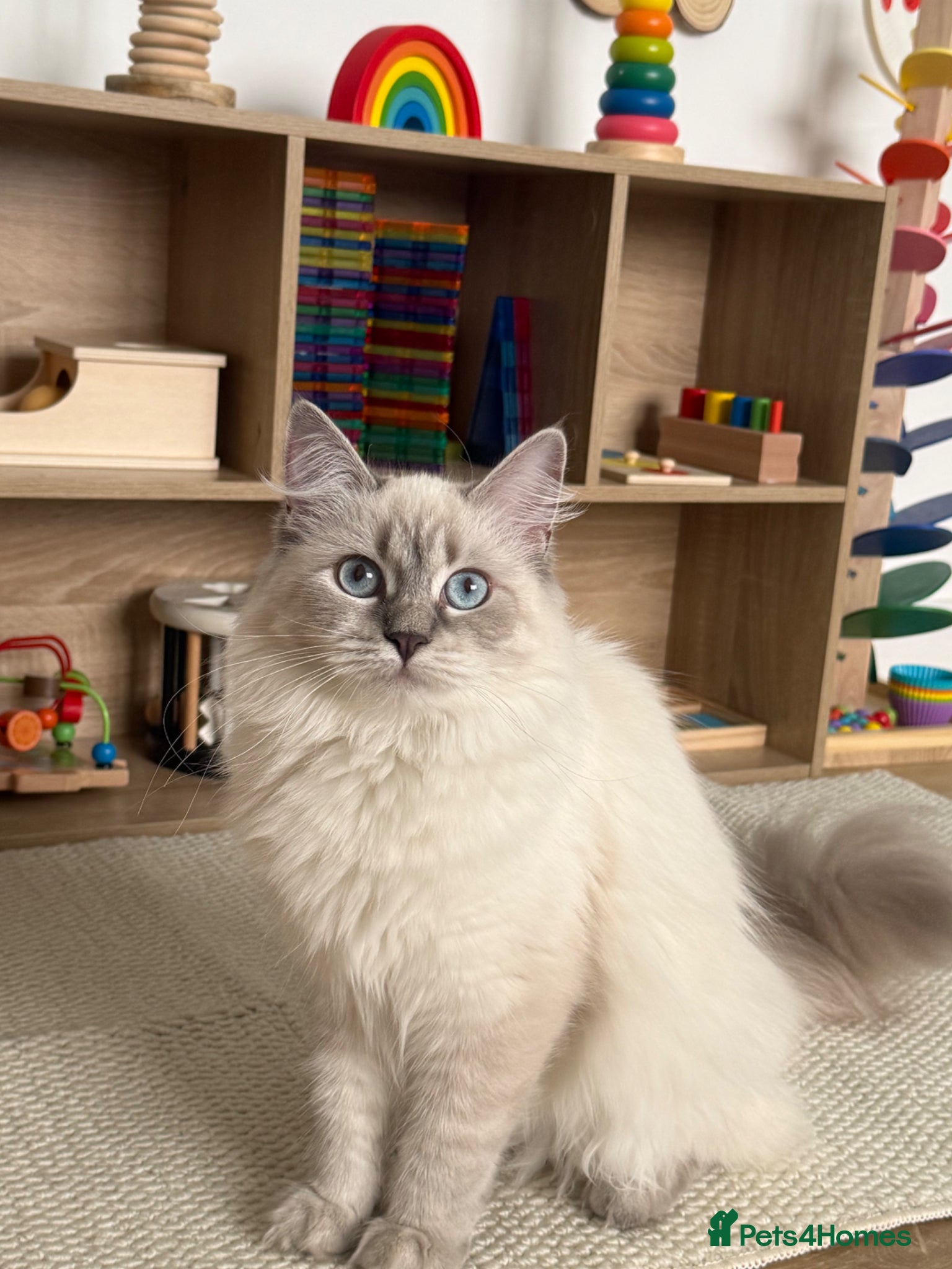 Siberian cats  Siberian Kittens – Due 10th April 🐾 - Advert 2