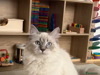 Siberian cats Siberian Kittens – Due 10th April 🐾 - Advert 2