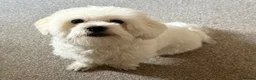 Maltese dogs for sale: Beautiful pure Maltese boy 9 months old, Loca in Chesterfield - Advert 7