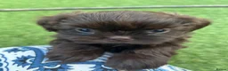 Shih Tzu dogs for sale: Stunning Solid Chocolate Kc Imperial Pups - Advert 1