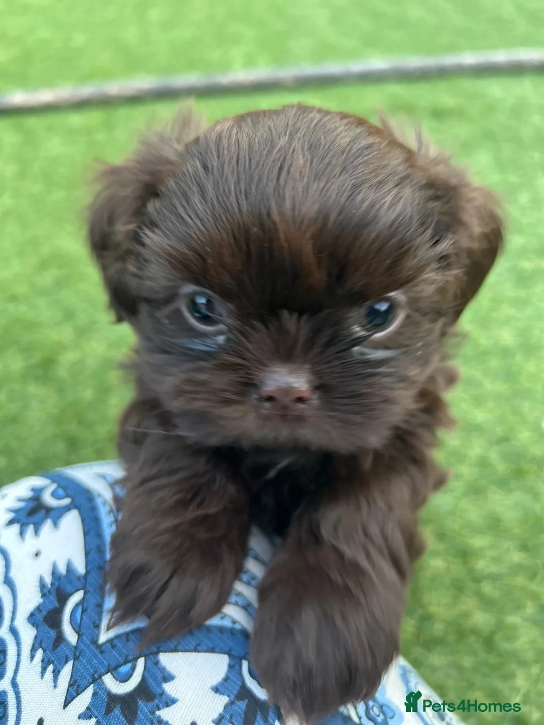 Shih Tzu dogs for sale: Stunning Solid Chocolate Kc Imperial Pups - Advert 1