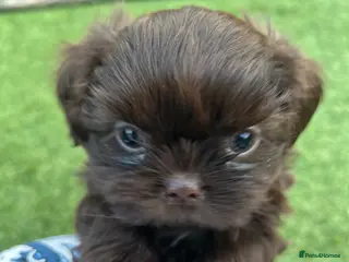 Shih Tzu dogs Stunning Solid Chocolate Kc Imperial Pups - Advert 1