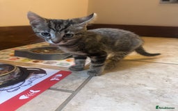Bengal cats for sale: Kittens For Sale - Image 3