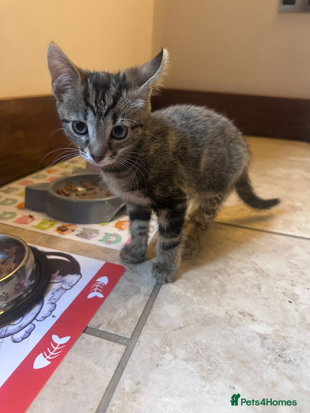 Bengal cats for sale: Kittens For Sale - Image 3