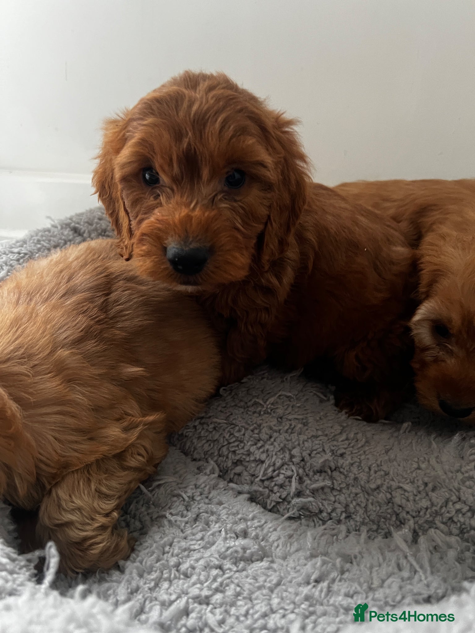 Cockapoo dogs ‼️1 Boy Remaining ‼️ 4 F1b cockapoo puppies - Advert 1