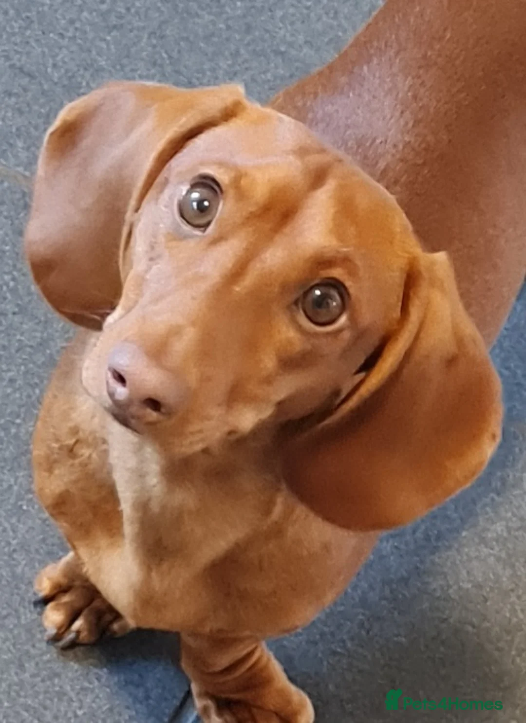 Miniature Dachshund dogs for stud: Richie proven and ready to stud. in Liverpool - Advert 6