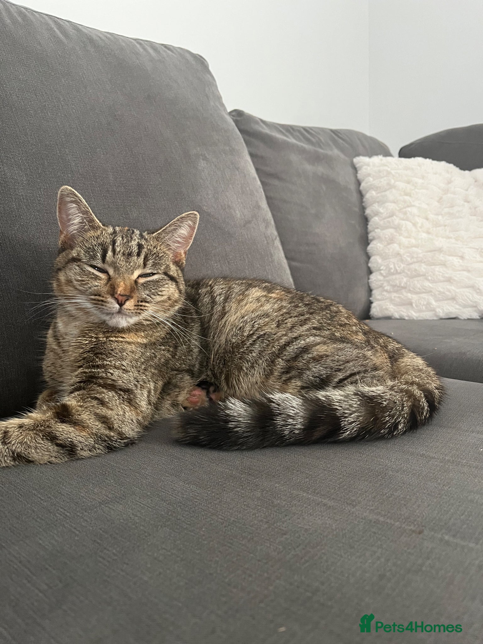 Mixed Breed cats Cat for sale  - Advert 1