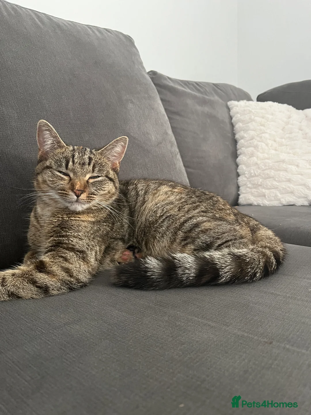 Mixed Breed cats for sale: Cat for sale  - Advert 1