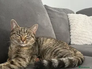 Mixed Breed cats Cat for sale - Advert 1