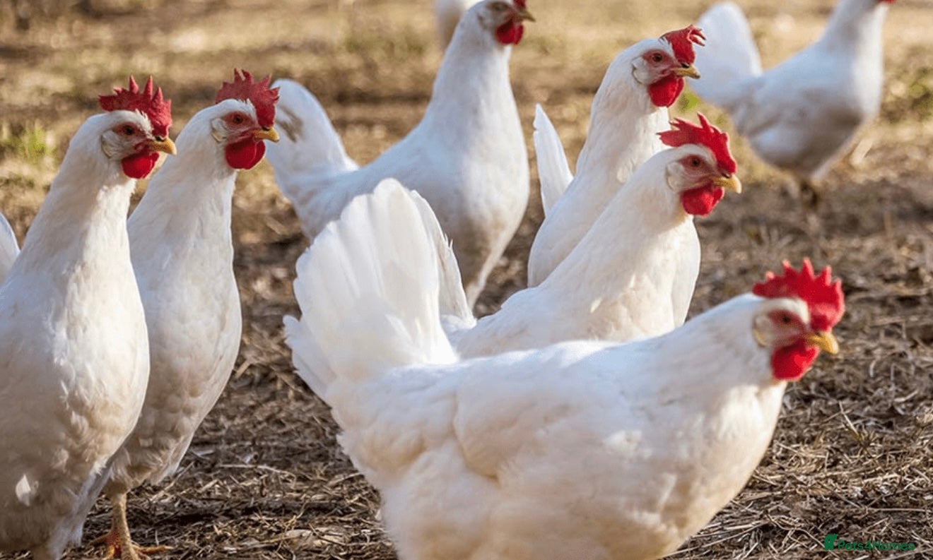 Chickens poultry White Leghorn - Buy 8 get one FREE - Large Eggs in Preston - Advert 2