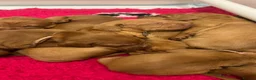Hungarian Vizsla dogs for sale: EXCEPTIONAL HUNGARIAN VIZSLA PUPPIES in Sleaford - Advert 7