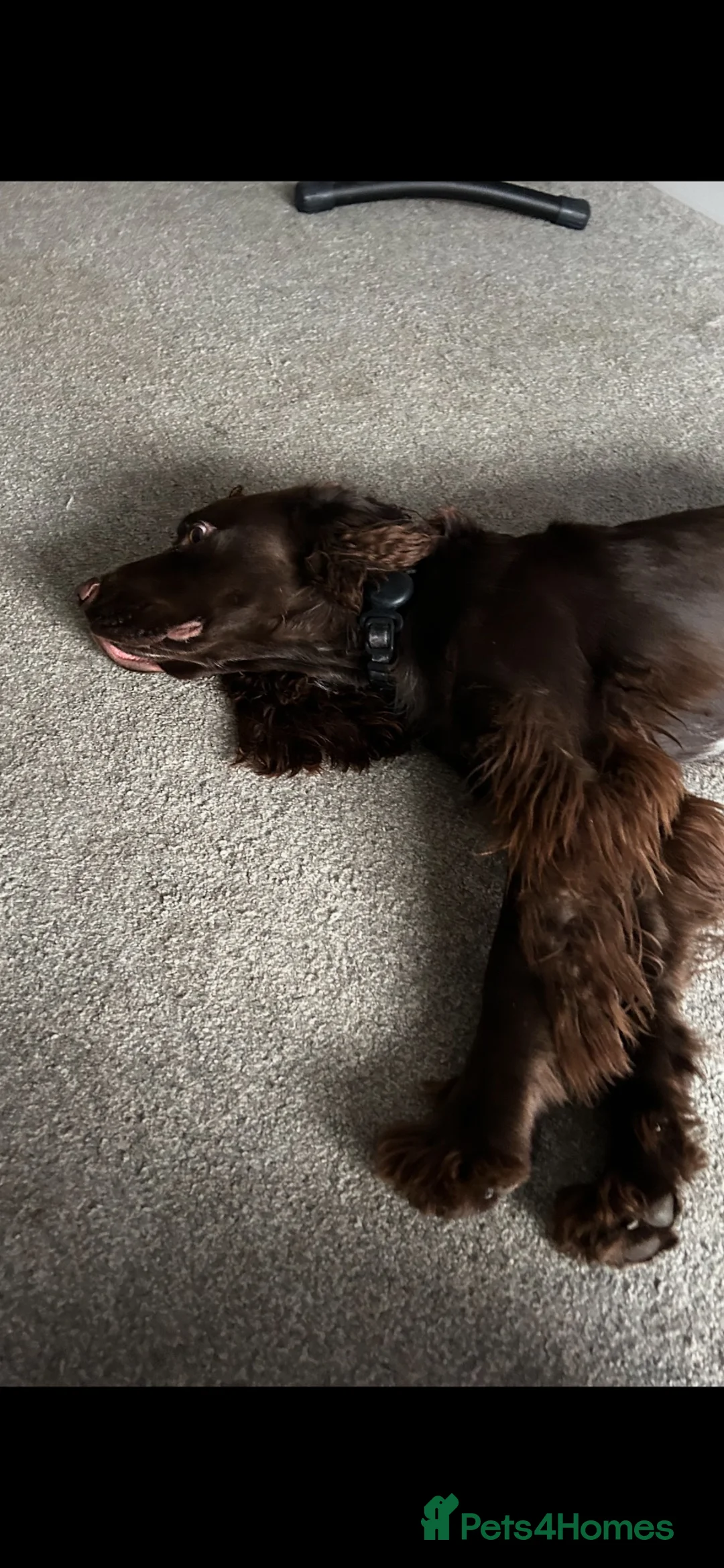 Cocker Spaniel dogs for sale: Heartbroken to Re-home Ronnie  - Advert 15