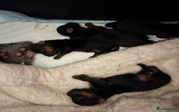 Yorkshire Terrier dogs for sale: Beautiful miniature Yorkie Biewer terriers - Image 5