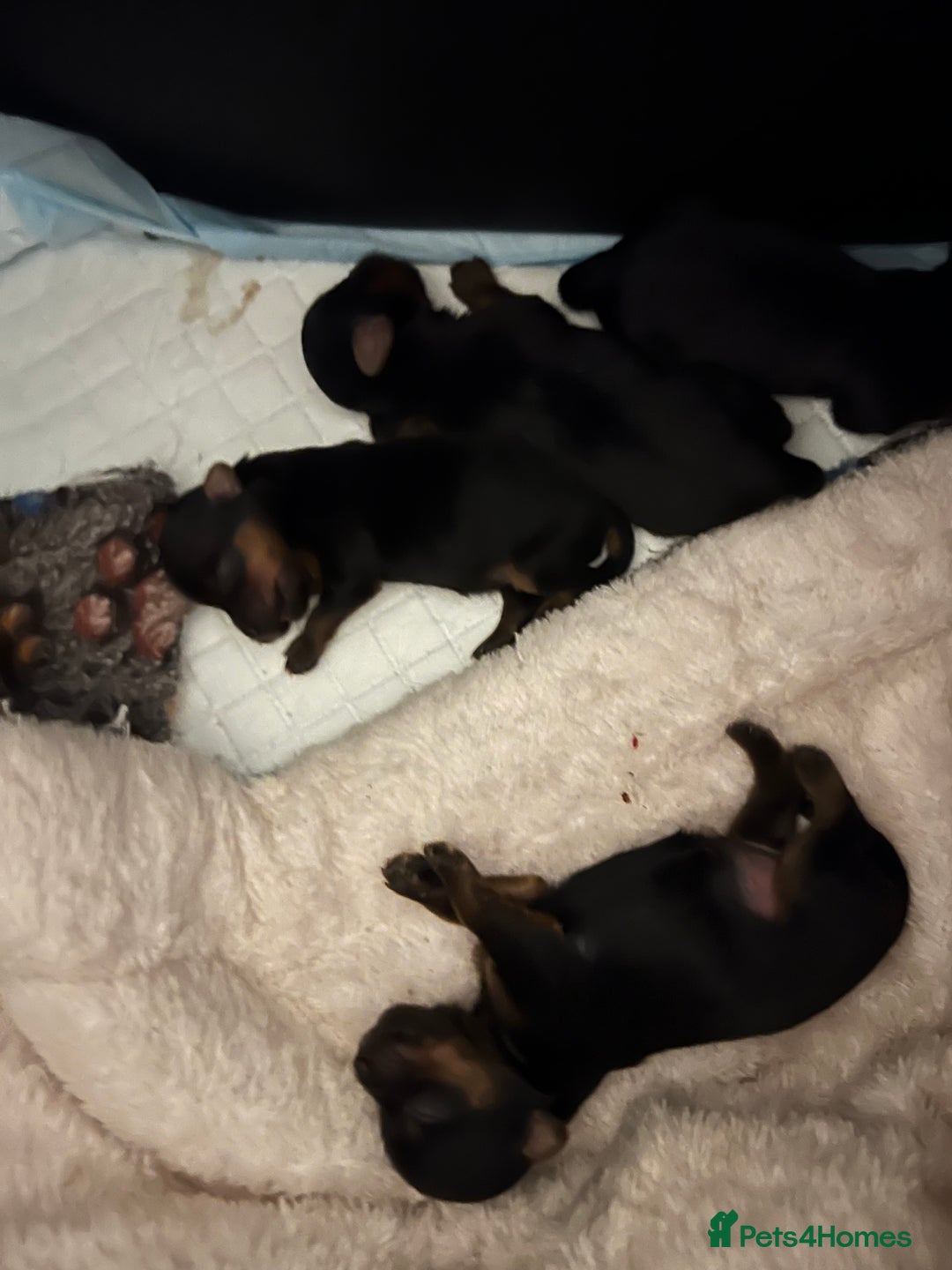 Yorkshire Terrier dogs for sale: Beautiful miniature Yorkie Biewer terriers - Image 5