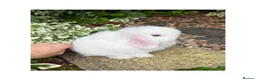 Mini Lop rabbits for sale: Hobby breeder of pure bred mini lops  - Advert 6