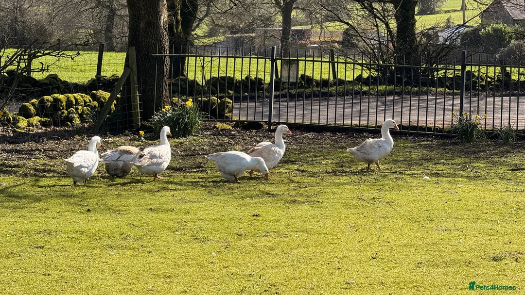 Geese poultry for sale: x3 Embden Ganders - Advert 2