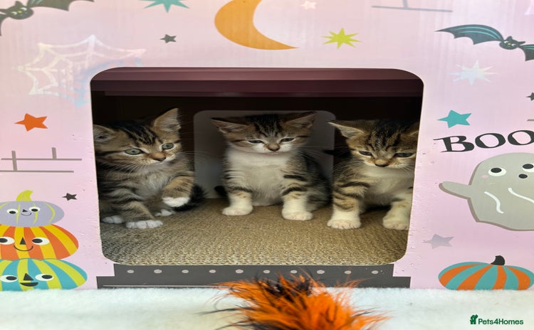 Mixed Breed cats - Advert 8