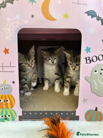 Mixed Breed cats - Advert 2