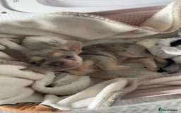 French Bulldog dogs for sale: Lilac tri Merle female fluffy carrier kc reg - Image 1