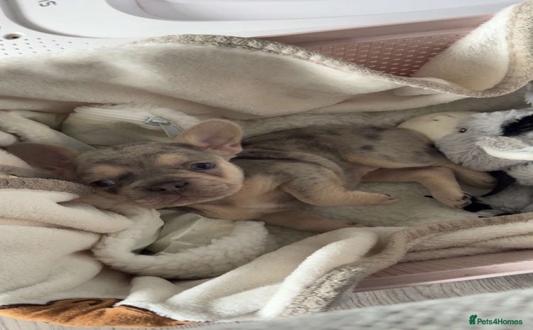 French Bulldog dogs - Advert 1