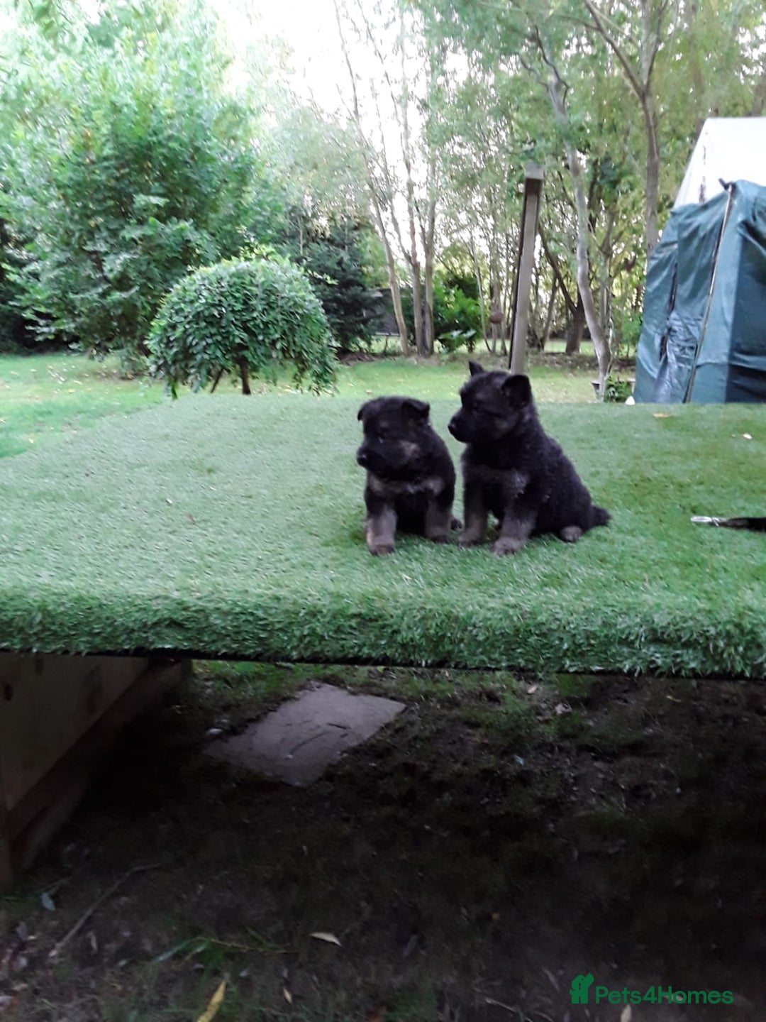 German Shepherd dogs for sale: GERMAN SHEPHERD PUPPIES - Image 3