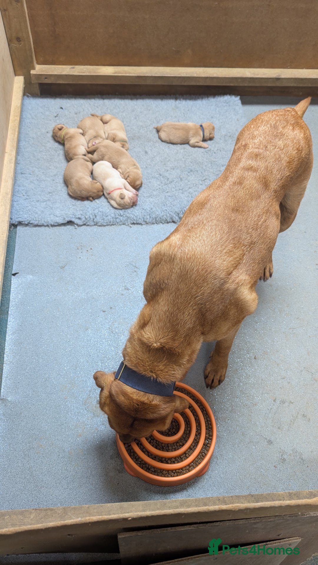 Labrador Retriever dogs for sale: KC Registered Working Labradors - Image 14